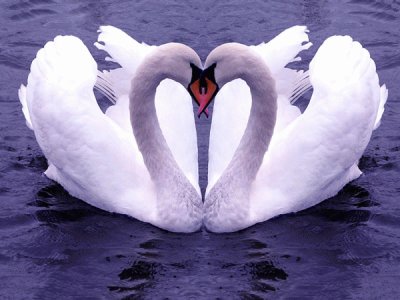 cisne jigsaw puzzle