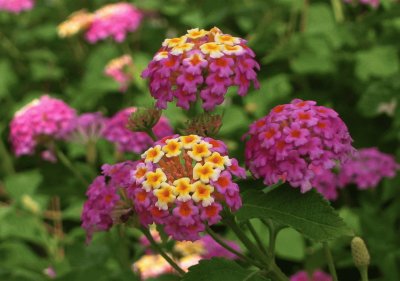 פאזל של lantana