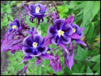 aquilegia jigsaw puzzle