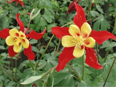 aquilegia