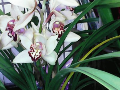 Orquidea do terraÃ§o