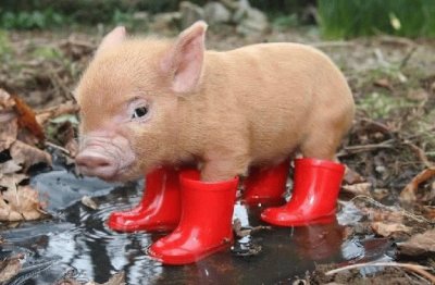 פאזל של Pig-in-Boots