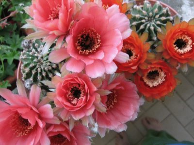 echinopsis jigsaw puzzle