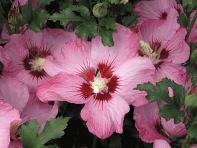 hibiscus jigsaw puzzle