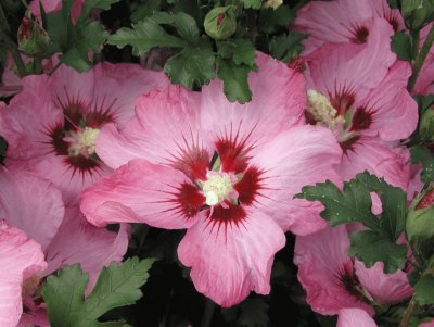 פאזל של hibiscus