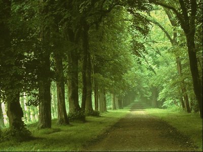 El Bosque