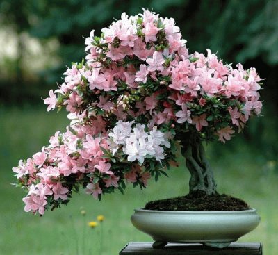 Bonsai jigsaw puzzle