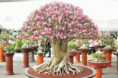 Bonsai jigsaw puzzle