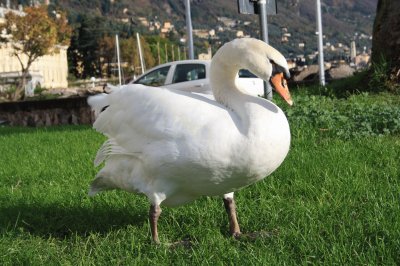 cigno