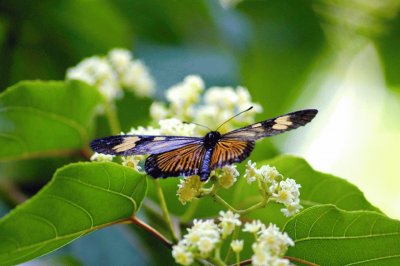 Borboleta