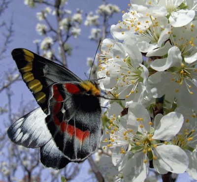 Borboleta jigsaw puzzle