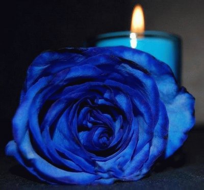 Rosa azul