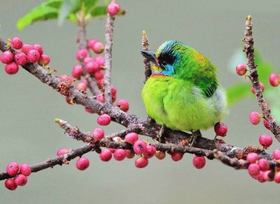 bird