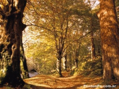 bosque jigsaw puzzle