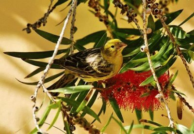 Bird jigsaw puzzle