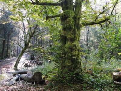 Tree jigsaw puzzle