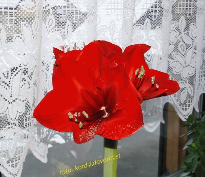 Amarilis