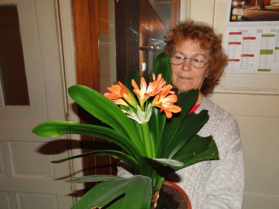 פאזל של Clivia