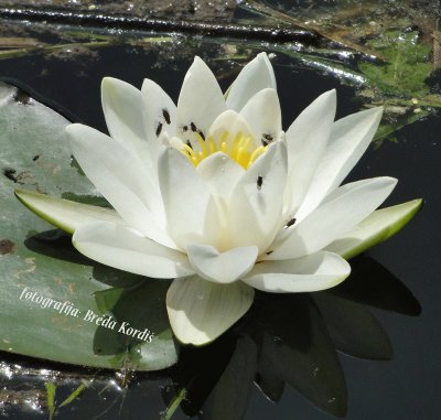 Water lily jigsaw puzzle