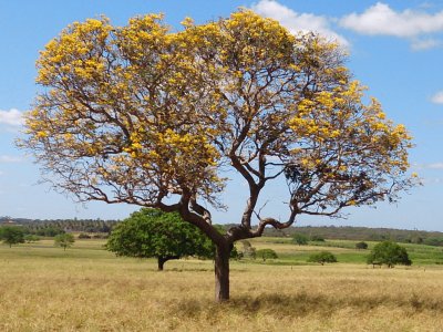 IpÃª Laranja - Jenipapeiro, Aquiraz-Ce.