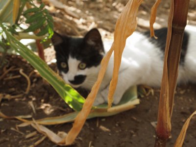 My cat friend jigsaw puzzle