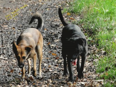 Lina, AjÅ¡a - dogs jigsaw puzzle