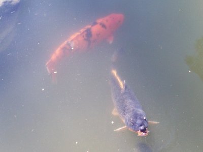 פאזל של Otra de peces...