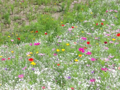 PRATO IN FIORE