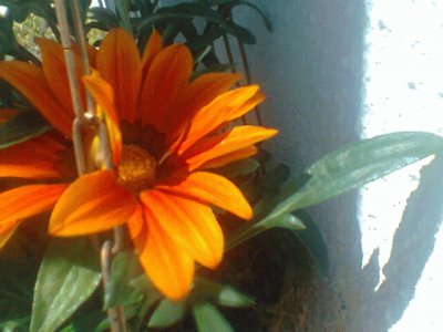 Flor