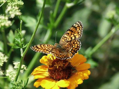 Monarch butterfly jigsaw puzzle