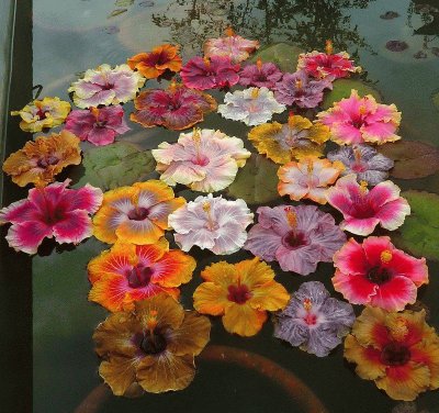 flores
