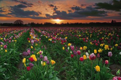 tulipas