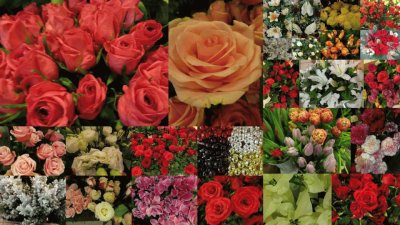 flores