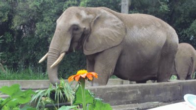 Un elefante que me encontrÃ© en el zoolÃ³gico.