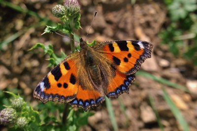 Small Tortoiseshell jigsaw puzzle