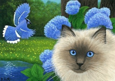 gato