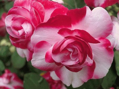 fleurs: roses jigsaw puzzle