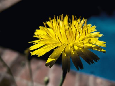 Dandilion jigsaw puzzle