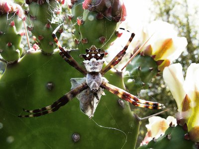 Spider and prey jigsaw puzzle