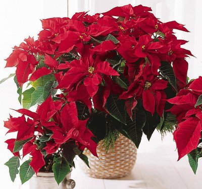 Natal
