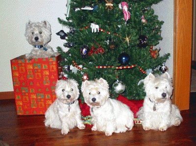 פאזל של christmas westies