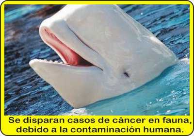 CÃNCER DE ANIMALES.