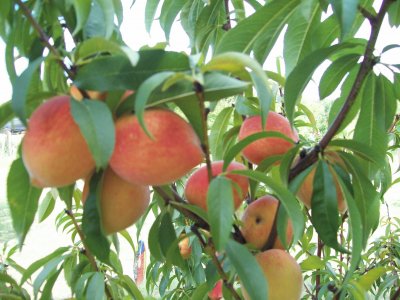 Duraznero ofreciendo su fruto