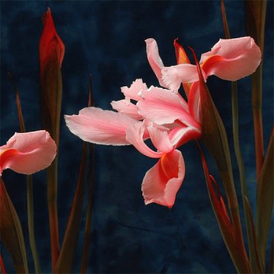 iris jigsaw puzzle