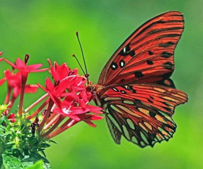 Monarch on pink flowers