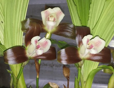 flor
