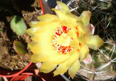 פאזל של flor de cactus