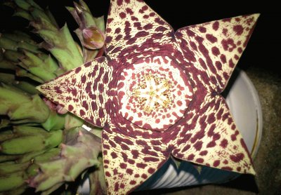 פאזל של flor de cactus