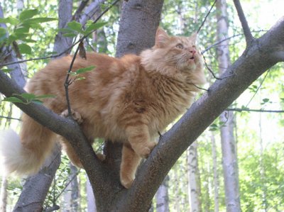 פאזל של Cat up a tree