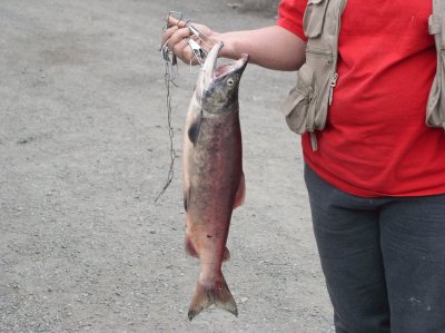 Salmon fishing in Hope, AK
